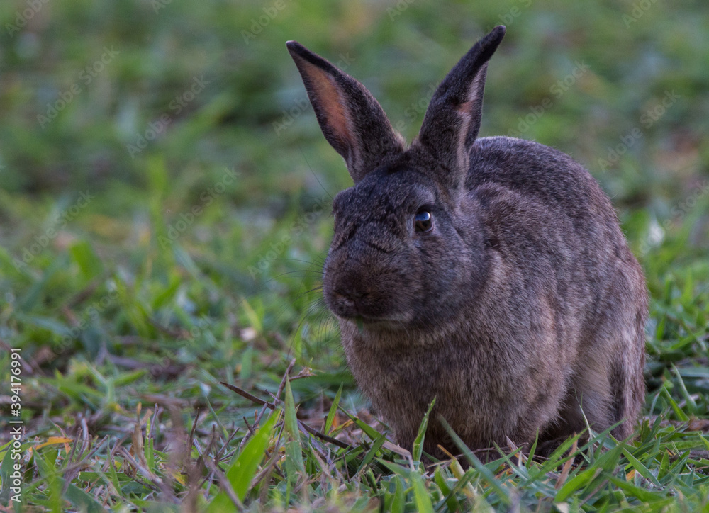 Fototapeta premium rabbit in the grass