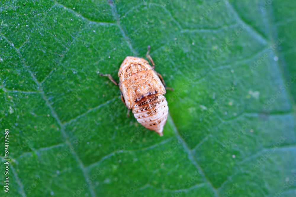 Cicada nymphs live on wild plants in North China