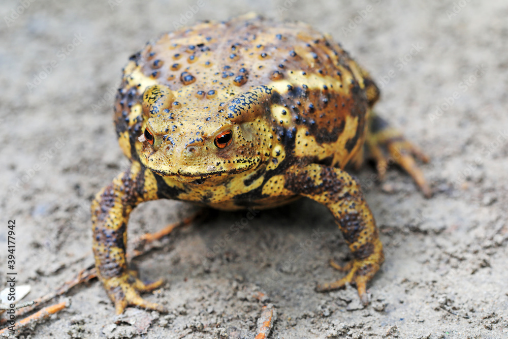 Obraz premium Toads crawling on the ground, North China