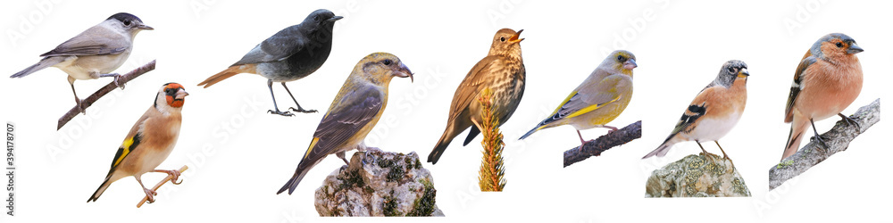 Fototapeta premium Collection of Europeans birds, isolated on white background