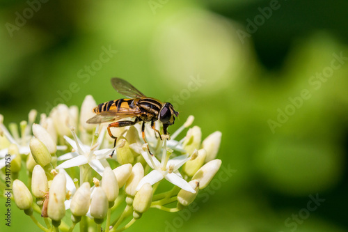 Helophilus , owad na kwiatku białym