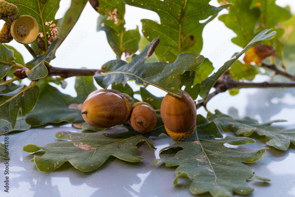 Obraz premium Żołędzie na liściach dębowych