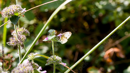 motyl na łące pobierający nektar z kwiatu.