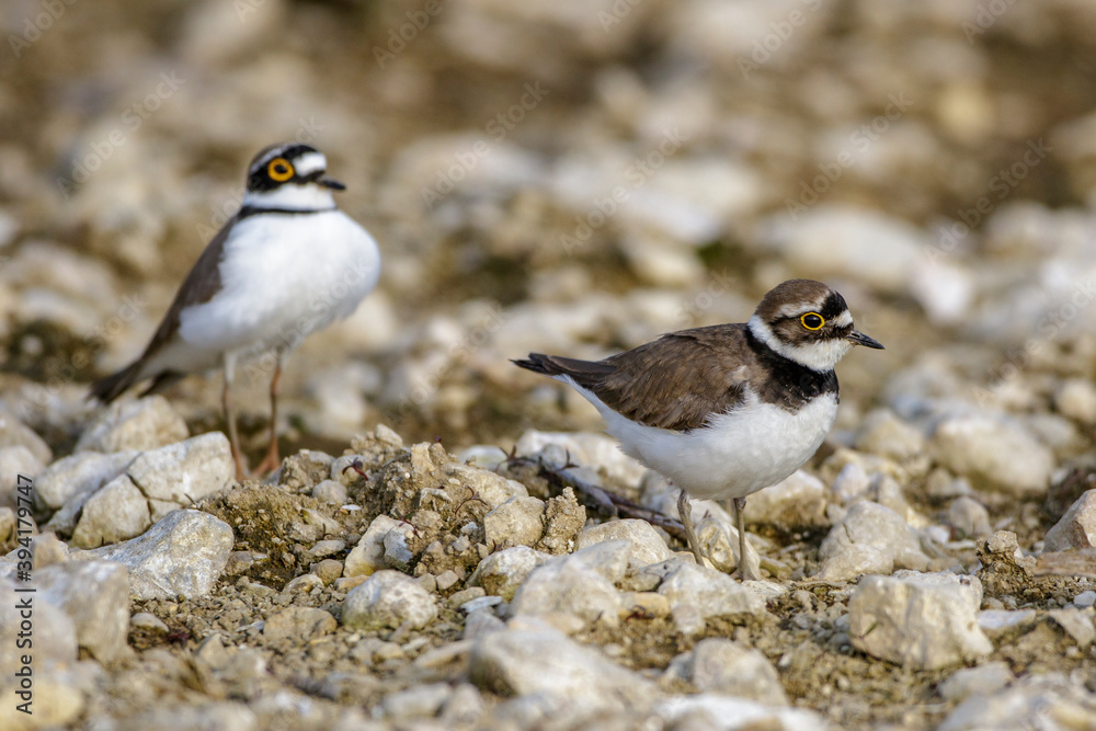 Flußregenpfeifer (Charadrius dubius) Balzverhalten Flußregenpfeifer (Charadrius dubius) Balzverhalten