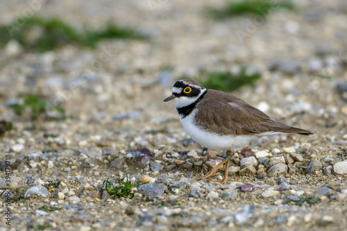 Flußregenpfeifer (Charadrius dubius)