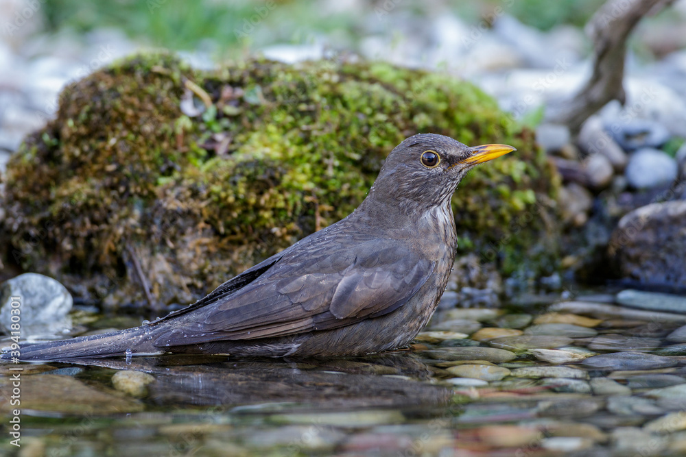Amsel (Turdus merula) Weibchen Amsel (Turdus merula) Weibchen