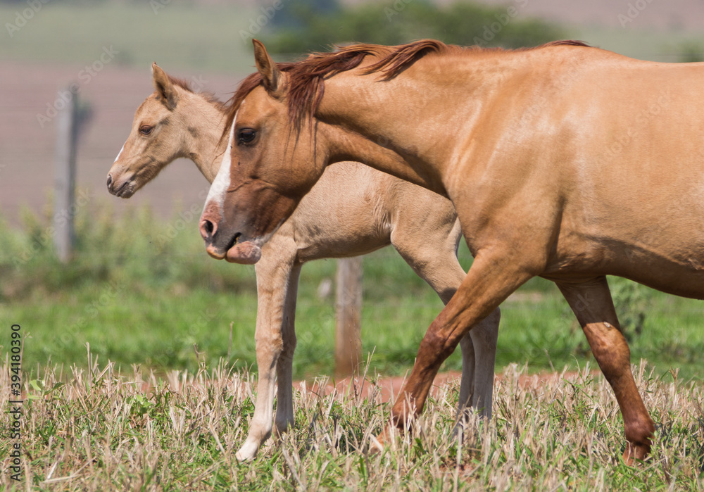 Obraz premium horse in the field