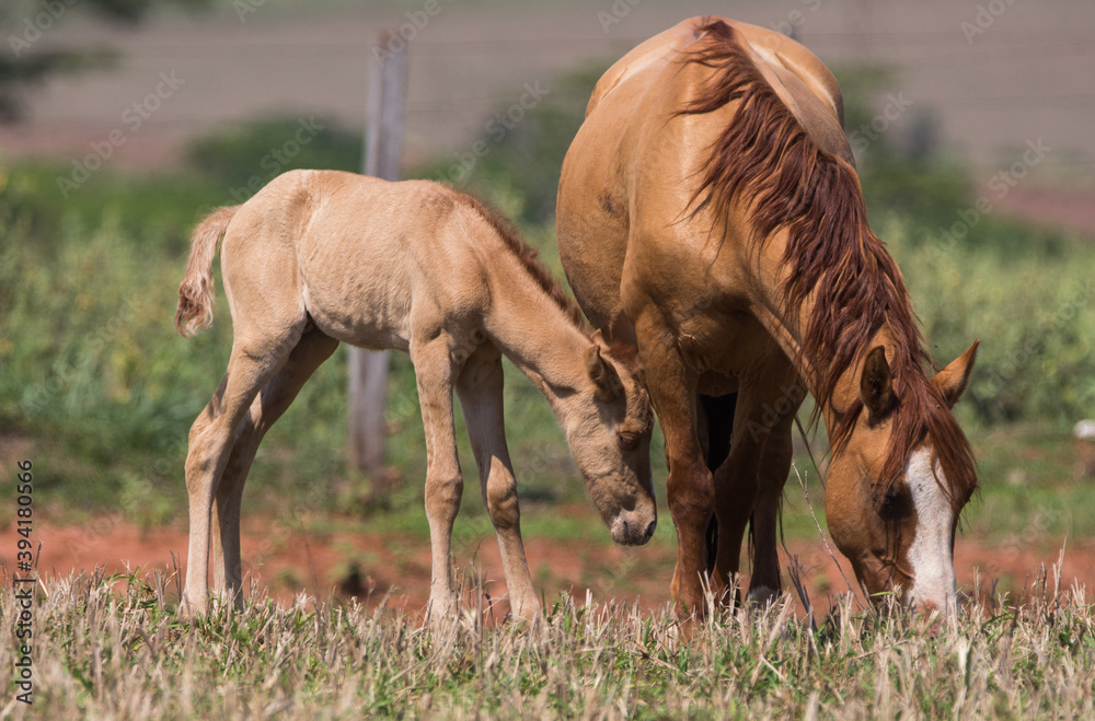 Fototapeta premium foal and mother