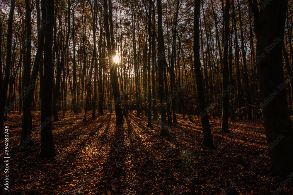 Fototapeta premium Herbstwald im Gegenlicht