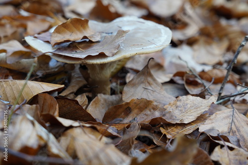Pilze Wald Herbst 