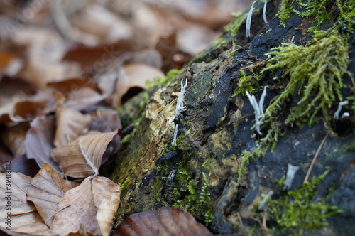 Herbst Wald