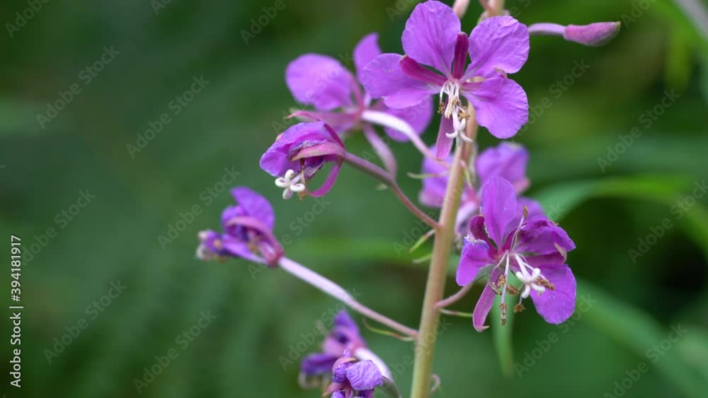 Fireweed in slight breeze (Chamerion angustifolium) - (4K) Fireweed in slight breeze (Chamerion angustifolium) - (4K)