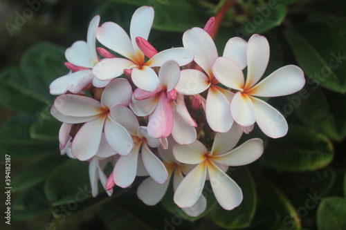 Champa flower