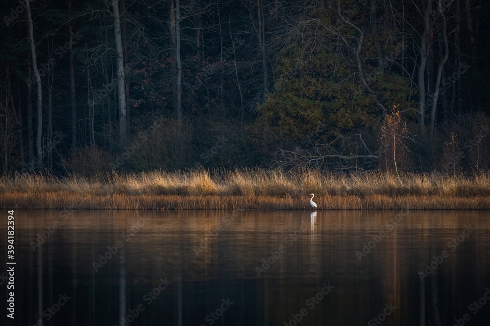 The great white egret with yellow beak standing in a lake close to shore. Reflection of the bird in the water. Tranquil autumn landscape with trees and dry grass. Evening scenery with dark colours. The great white egret with yellow beak standing in a lake close to shore. Reflection of the bird in the water. Tranquil autumn landscape with trees and dry grass. Evening scenery with dark colours.