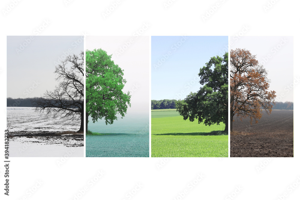 Fototapeta premium Abstract image of lonely tree in winter without leaves on snow, tree in spring on grass, tree in summer on grass with green foliage and autumn tree with red-yellow leaves as symbol of four seasons