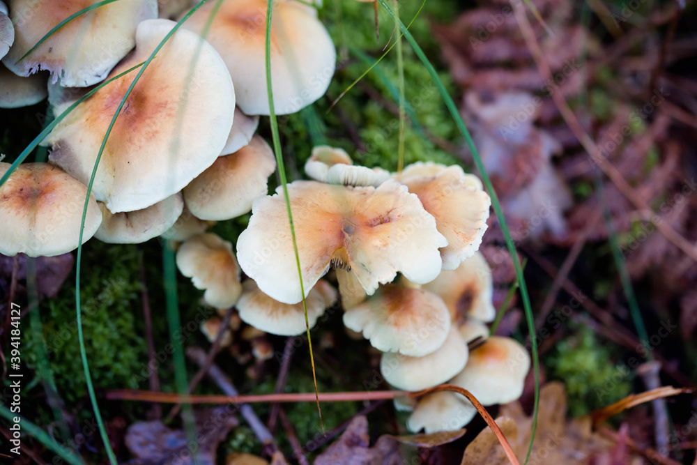 nice view of several mushrooms growing in the forest nice view of several mushrooms growing in the forest