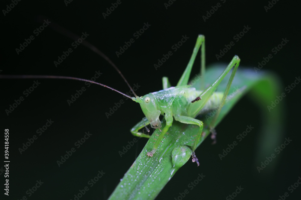 Katydids on wild plants, North China Katydids on wild plants, North China
