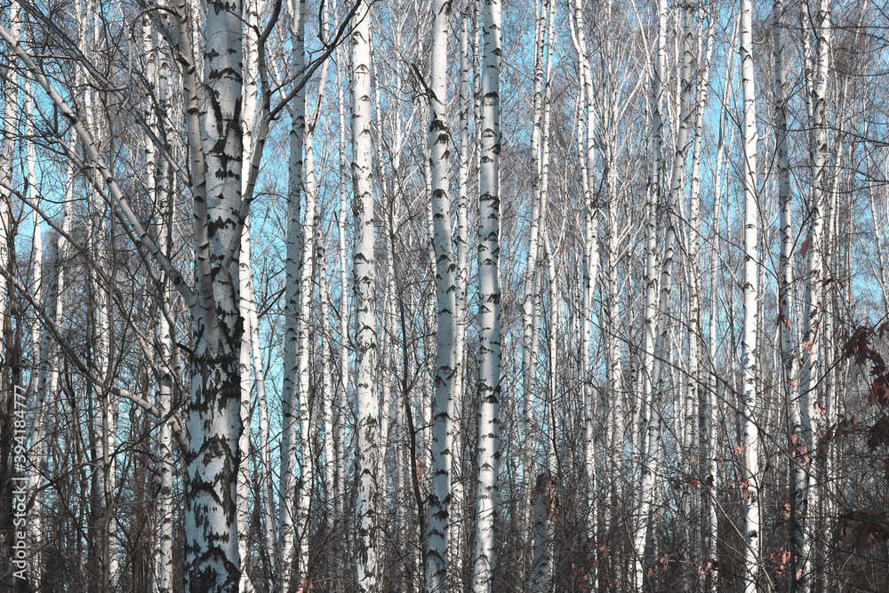 Young birches with black and white birch bark in spring in birch grove against background of other birches