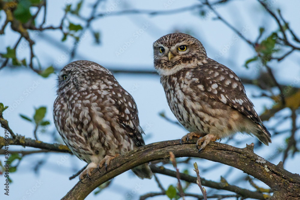 Steinkauz (Athene noctua) Steinkauz (Athene noctua)