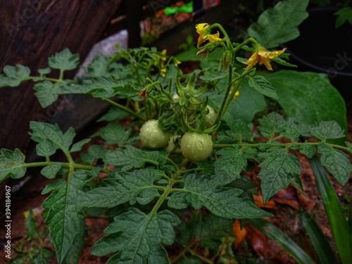 a fresh cherry tomato vegetable fruit plant with the scientific name Solanum lycopersicum var. cerasiforme in the garden