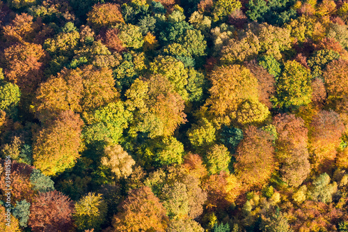 Sachsenwald, Herbstwald aus der Luft, Luftbild des Blätterdach