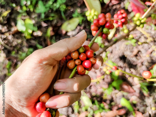 The hand of the gardeners picking up the coffee beans. Fresh coffee from the farm, Robusta seeds. Coffee industry