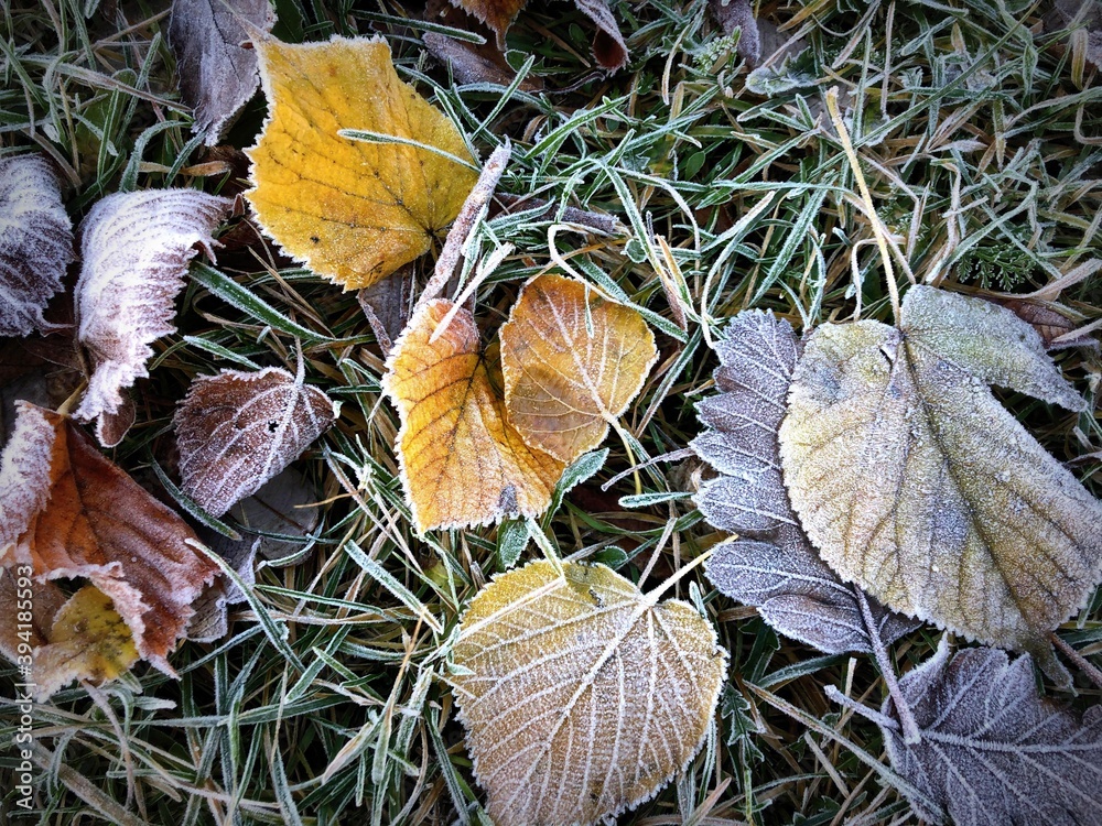 yellow and brown leaves frozen in white ice and spread on green grass in the cold nature