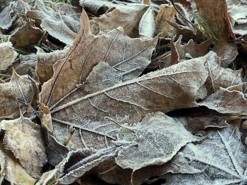 brown autumn leaves of a maple tree covered in frost 