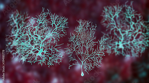 Purkinje neuron, GABAergic neuron located in the cerebellum © Dr_Microbe