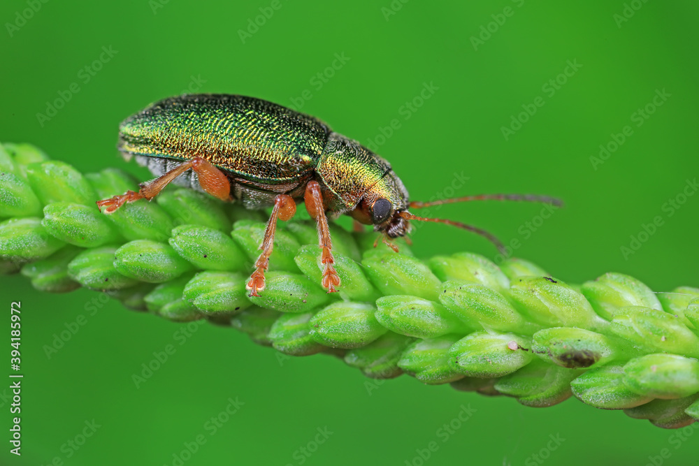 Leaf beetles inhabit wild plants in North China Leaf beetles inhabit wild plants in North China