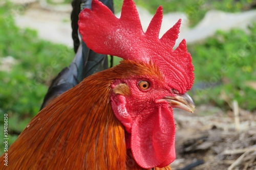 Beautiful red rooster in the yard, closeup