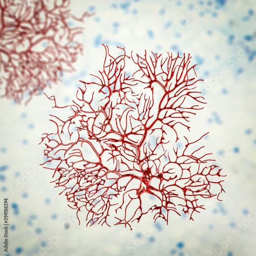 Purkinje neuron, GABAergic neuron located in the cerebellum photo