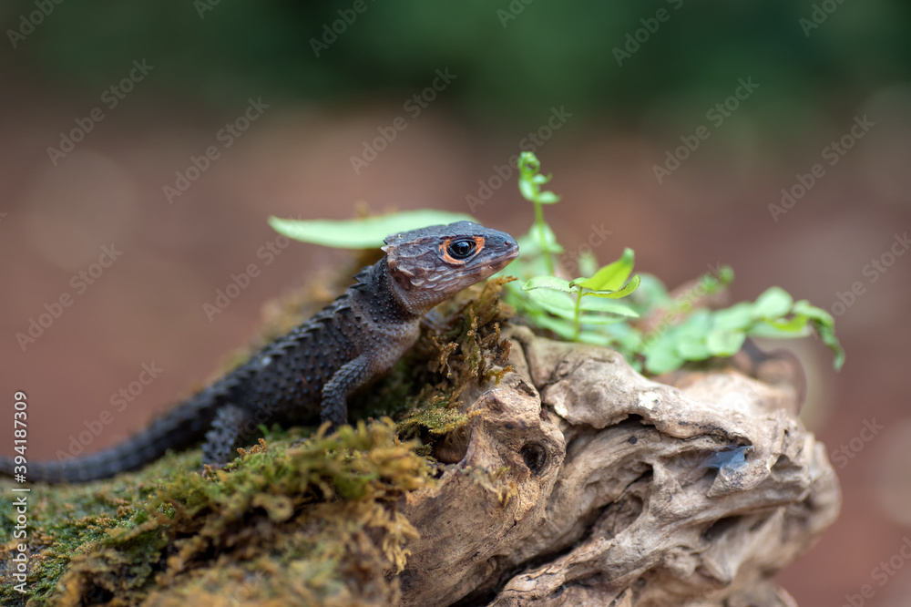 Crocodile skink lizard on their environment Crocodile skink lizard on their environment