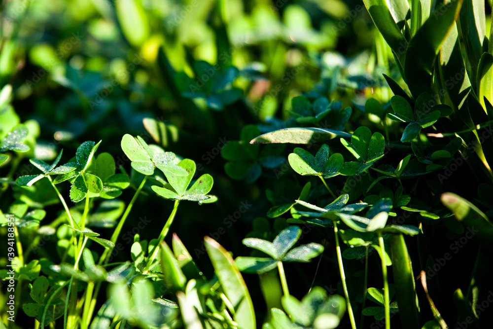 Obraz premium Green Leaves