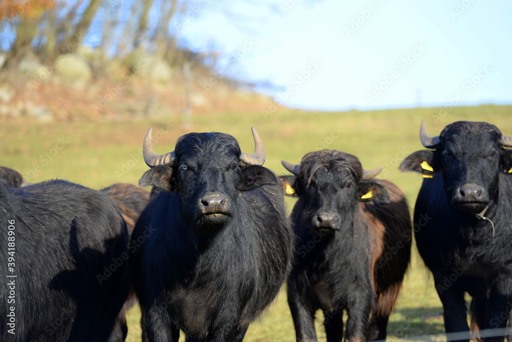 Wasserbüffel auf der winterlichen Weide