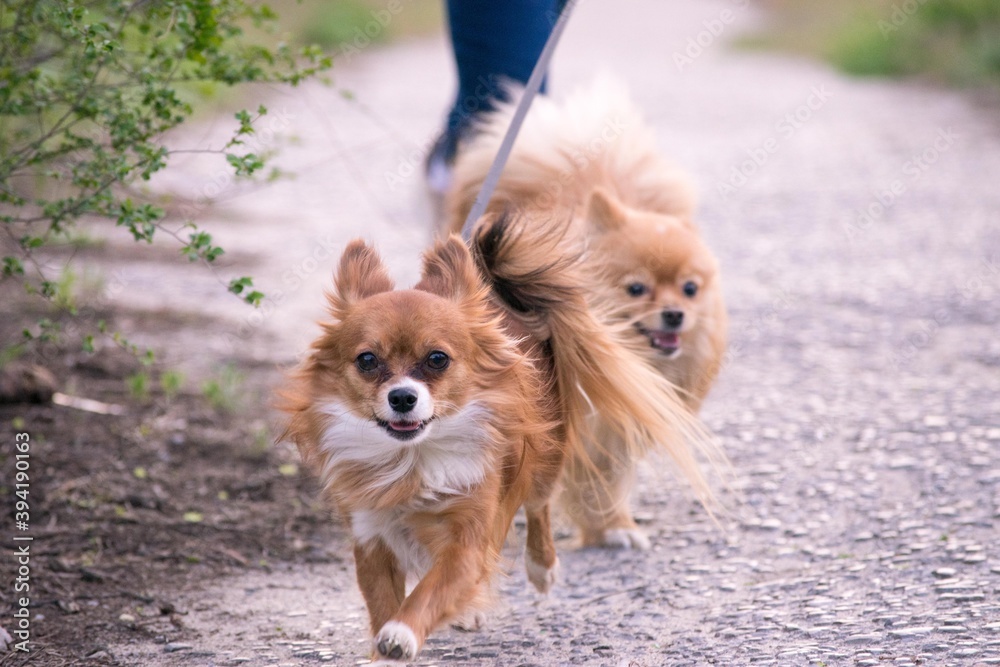 An orange fluffy chihuahua and a cream spitz on a leash runs with a man along a stone path along the grass