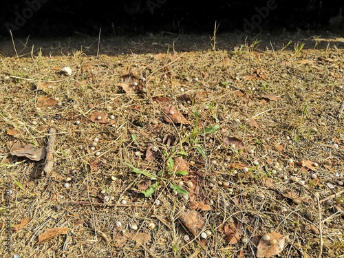 Natural Scarp