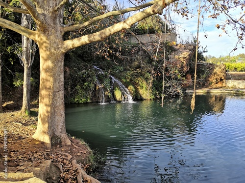 Tree and Water