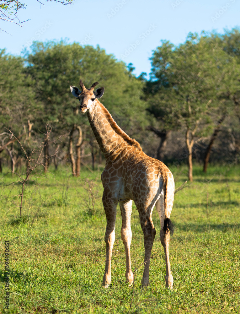 Obraz premium Rothschild giraffe with beautiful spotted skin in the African savannah. Safari in the Kruger National Park. South Africa