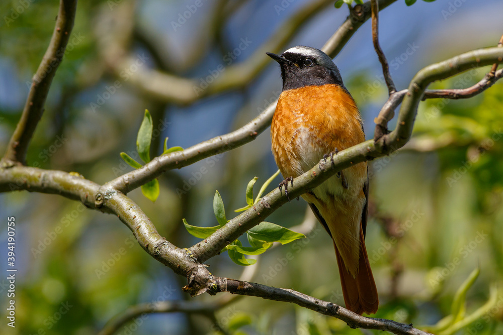 Gartenrotschwanz (Phoenicurus phoenicurus) Männchen Gartenrotschwanz (Phoenicurus phoenicurus) Männchen