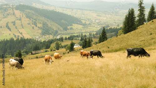 cows grazing the grass on a meadow in Dorna country, Romania