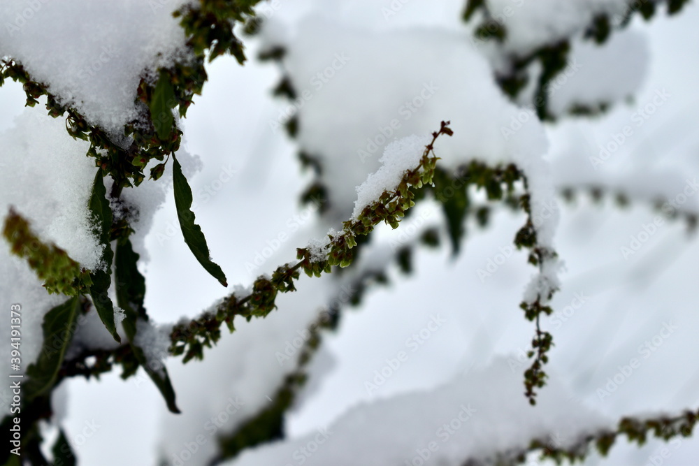 snow covered branches