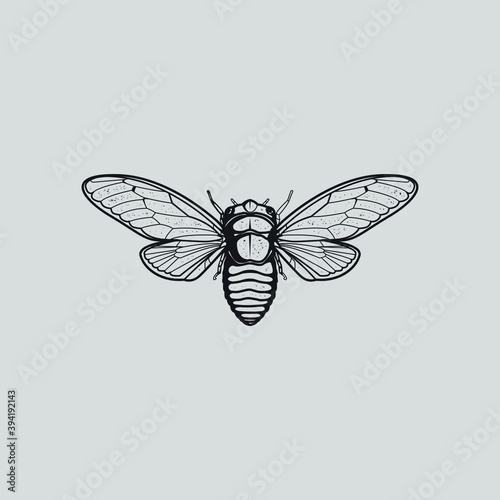 moth vector illustration. monoline style with editable color.