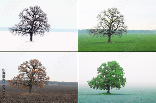 Abstract image of lonely tree in winter without leaves on snow, tree in spring on grass, tree in summer on grass with green foliage and autumn tree with red-yellow leaves as symbol of four seasons
