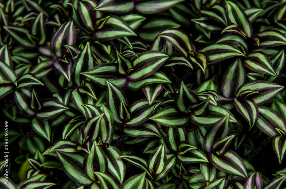 A photo of wandering jew, a species of spiderworts, leaves covering all screen