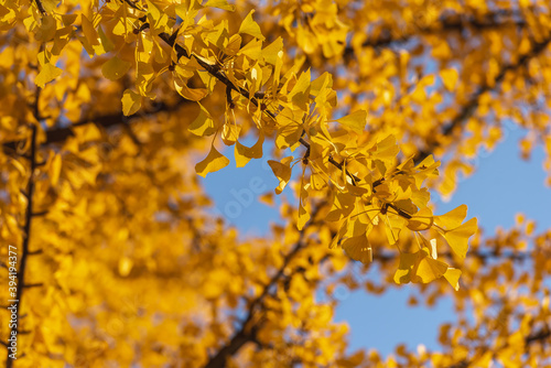 ginko biloba yellow leaves and blue sky