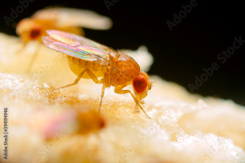 Super macro shot tiny fruit flies on the top of a banana