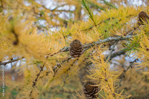 European Larch tree (Larix decidua) cones on a branch with yellow needles at autumn photo