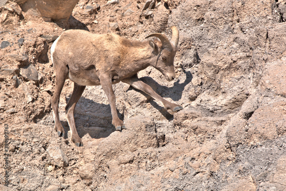 Naklejka premium Rocky Mountain Big Hon Ram walking across the rocky mountain slope in the San Juan Mountains in southern Colorado