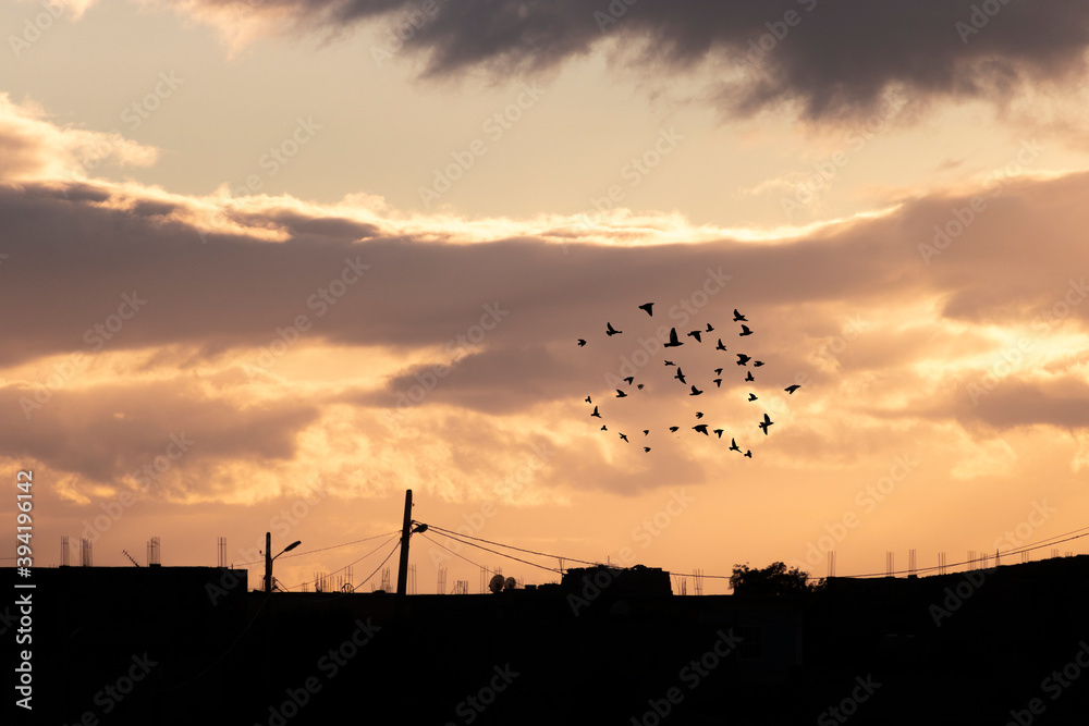 beautiful sunset in algeria . sunset with clouds and trees and shadows of buildings and birds
